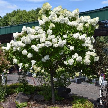 Hydrangea Tree, Panicle 'Vanilla Strawberry™'
