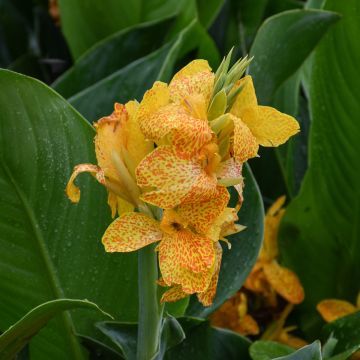 Canna Lily, Cannova® 'Gold Leopard'