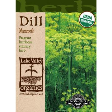 Anethum, Dill, Mammoth Dill, 1g