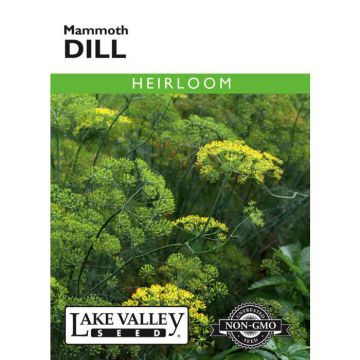 Anethum, Dill, Mammoth Dill, 1g