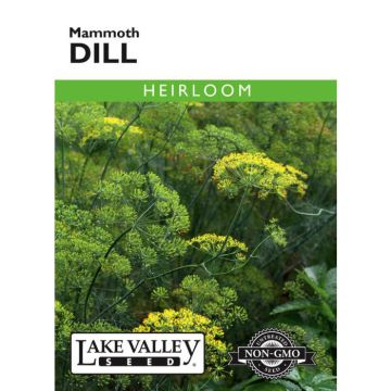 Anethum, Dill, Mammoth Dill, 1g