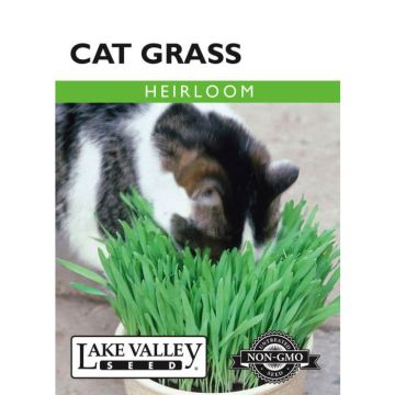 Avena, Cat Grass, 10g