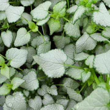 Lamium, Spotted Dead Nettle 'Beacon Silver'