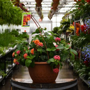 12&quot; Hanging Basket Lantana Bandolero Cherry Sunrise