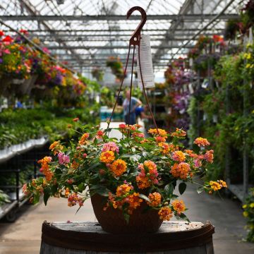 Lantana, Passion Fruit Hanging Basket