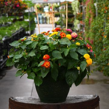 Lantana 'Summer Mix' Patio Planter