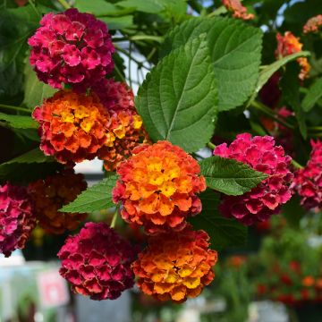 Lantana, Bandolero™ 'Cherry Sunrise'