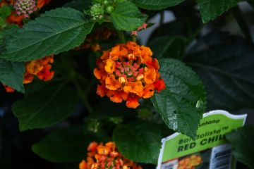 Lantana, Bandolista™ 'Red Chili'