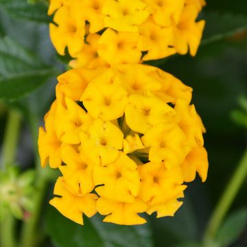 Lantana, New Gold™ 'Yellow'