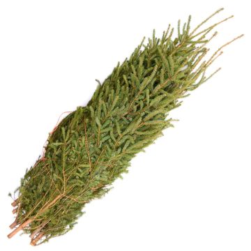 Spruce Tips 'Large' Bundle of 10
