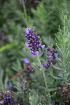 Lavandula, English Lavender 'Lavance® Purple'