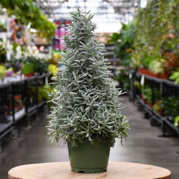 Holiday Tree 'Lavender'
