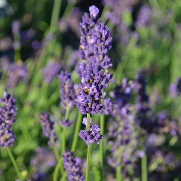 Lavandula, Lavender (Herb)