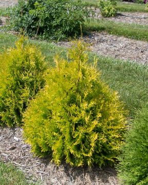 Thuja, Arborvitae 'First Editions® Lemon Burst™'