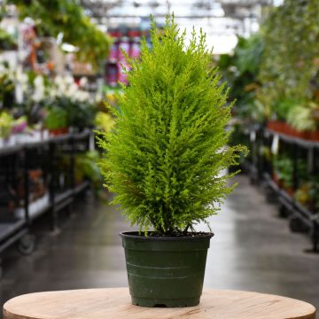 Cupressus, Cypress 'Goldcrest'