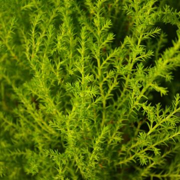Cupressus, Cypress 'Goldcrest'