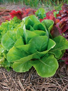 Lactuca, Lettuce 'Romaine'
