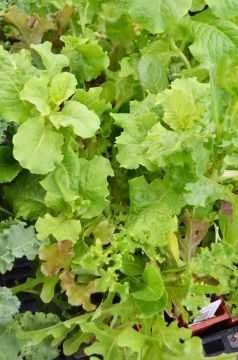 Lactuca, Lettuce Salad Mix