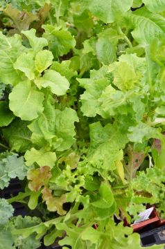 Lettuce, Salad Mix