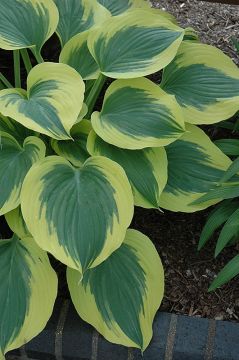 Hosta, White-Blue Leaf 'Liberty'