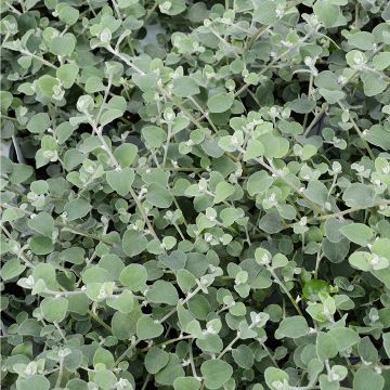 Vine, White Licorice