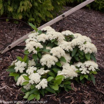 Viburnum, Cassinoides 'Lil’ Ditty®'