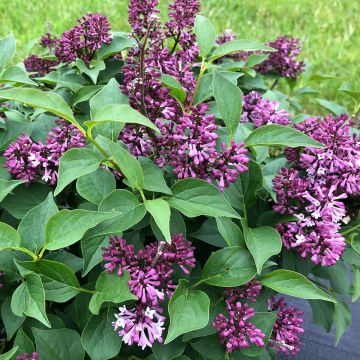 Syringa, Lilac 'Baby Kim®'