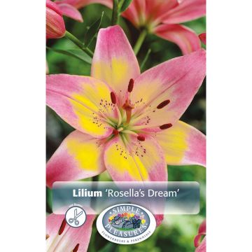 Lilium, Asiatic Lily 'Rosella's Dream'