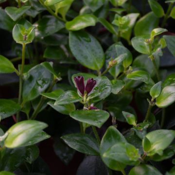 Aeschynanthus Radicans, Lipstick Plant