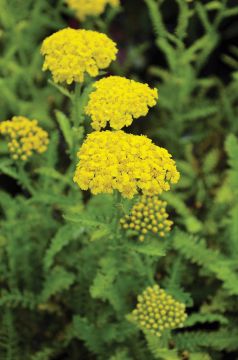 Achillea, Compact Yarrow 'Little Moonshine'