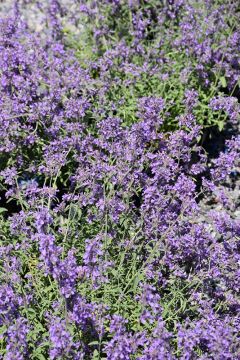 Nepeta, Dwarf Hybrid Catmint 'Little Trudy®'
