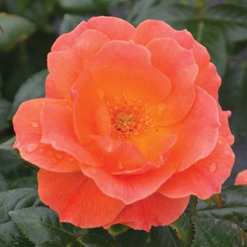 Rosa, Floribunda Rose 'Livin' Easy™'