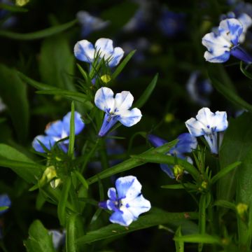 Lobelia, Trailing 'Magadi™ Blue Bay'