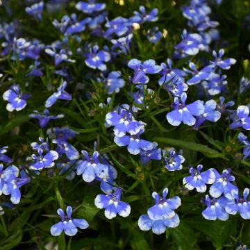 Lobelia, Trailing 'Magadi™ Blue Bay'