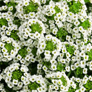 Lobularia, Alyssum 'Stream™ White'