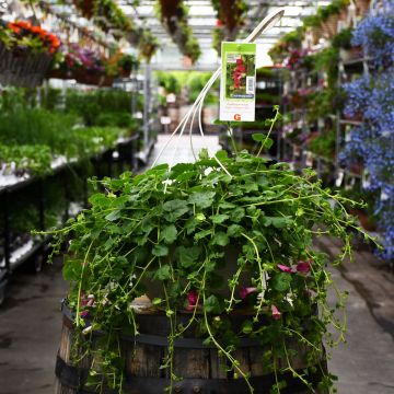 Lophospermum, Creeping Gloxinia 'Compact Rose' Hanging Basket