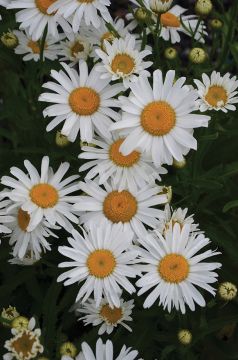 Leucanthemum, Shasta Daisy 'Lucille White'