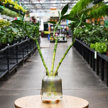 Dracaena Sanderiana, Lucky Bamboo 'Strait Stem'