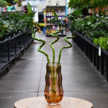 Dracaena Sanderiana, Lucky Bamboo 'Twists'