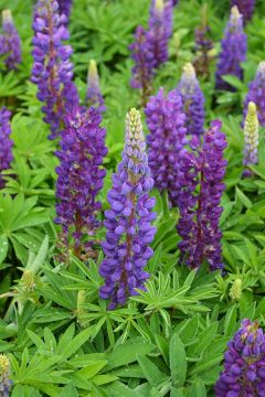 Lupinus, Hybird Lupine 'Mini Gallery™ Blue'