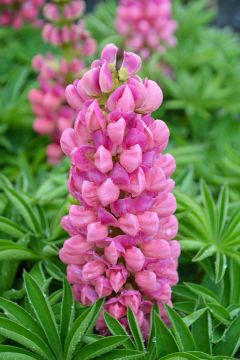 Lupinus, Dwarf Lupine 'Mini Gallery™ Pink'