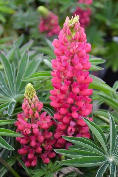 Lupinus, Hybird Lupine 'Mini Gallery™ Red'