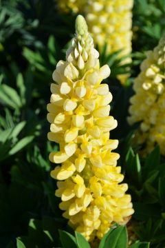 Lupinus, Hybird Lupine 'Mini Gallery™ Yellow'