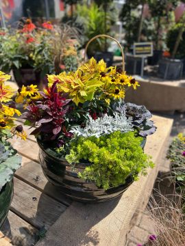 Two Custom Fall Combo Patio Arrangements in Glazed Pottery