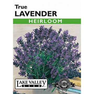 Lavendula, True Lavender