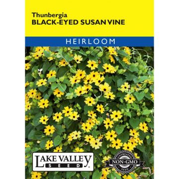 Thunbergia, Black-Eyed Susan Vine, 0.75g