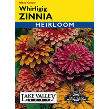 Zinnia, Whirligig Zinnia