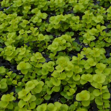 Lysimachia (Creeping Jenny), 'Goldilocks' - Summer