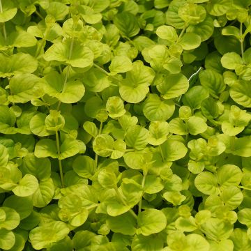 Lysmachia (Creeping Jenny), 'Goldilocks' - Early Spring