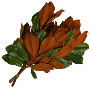 Magnolia Leaves